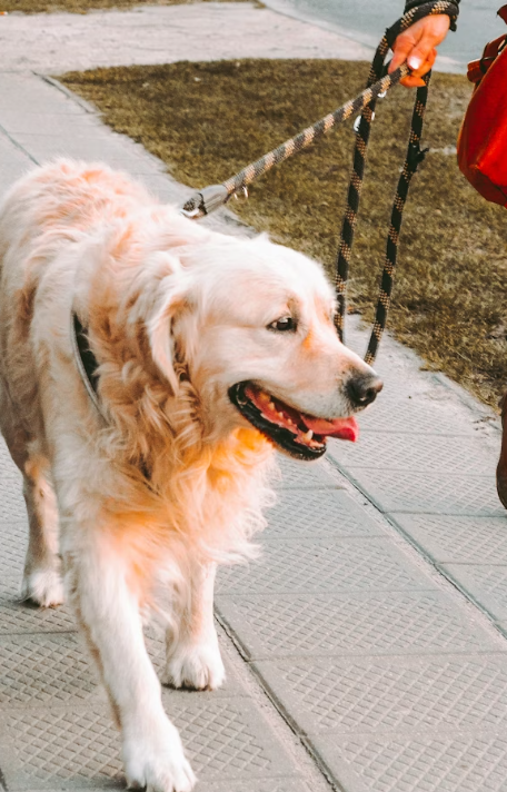 Hund ausführen